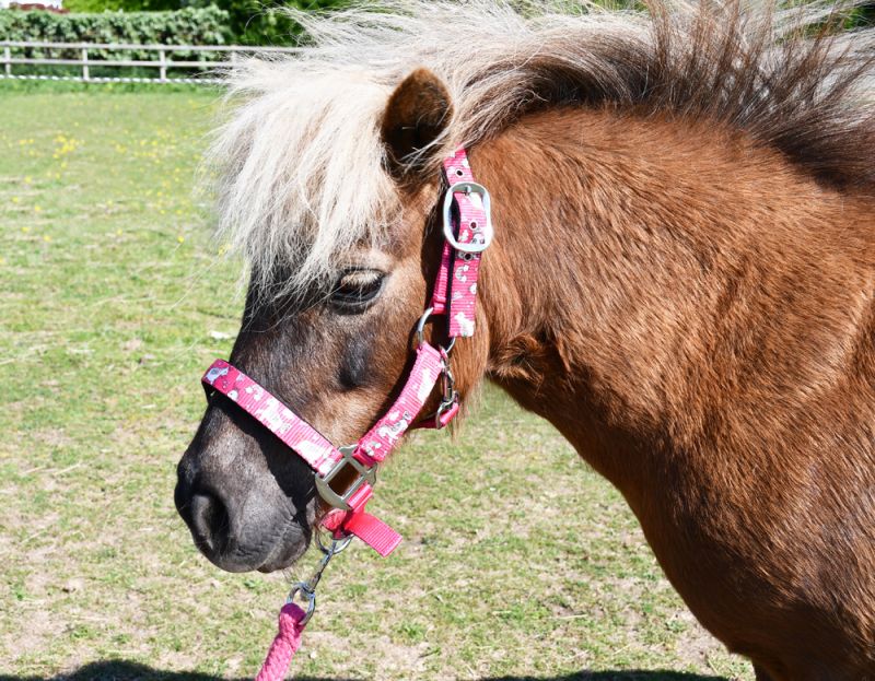 Headcollars, Lead Ropes & Muzzles