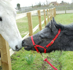 Rhinegold Mini & Foal Nylon Headcollar
