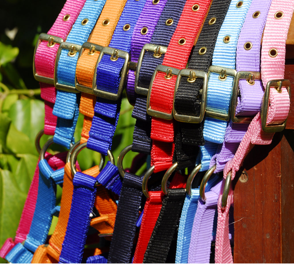 Rhinegold Mini & Foal Nylon Headcollar
