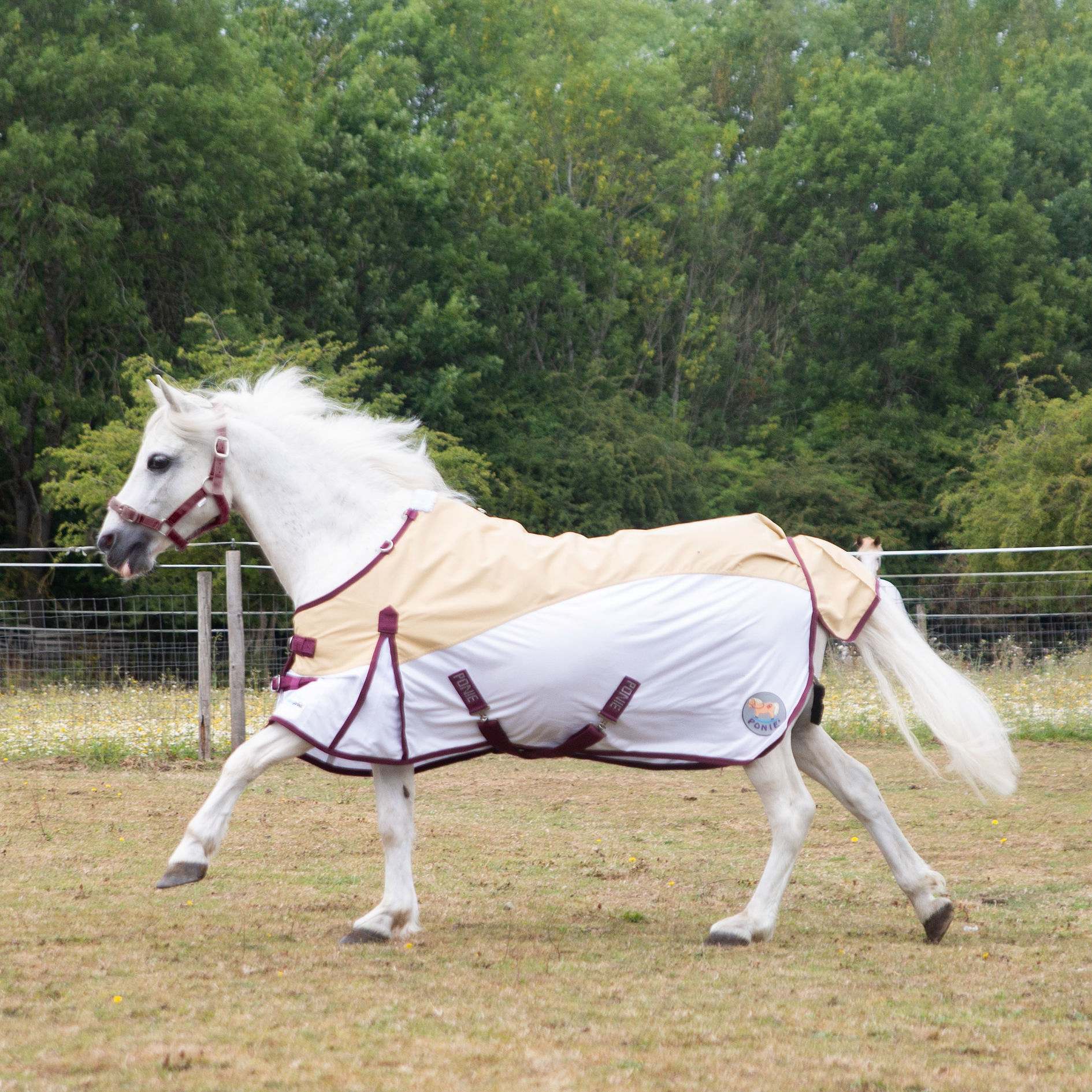 Gallop Ponie Dual Neck Hybrid