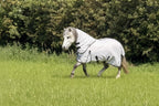 Ponie Dual 5-Point Fly Rug & Neck Set