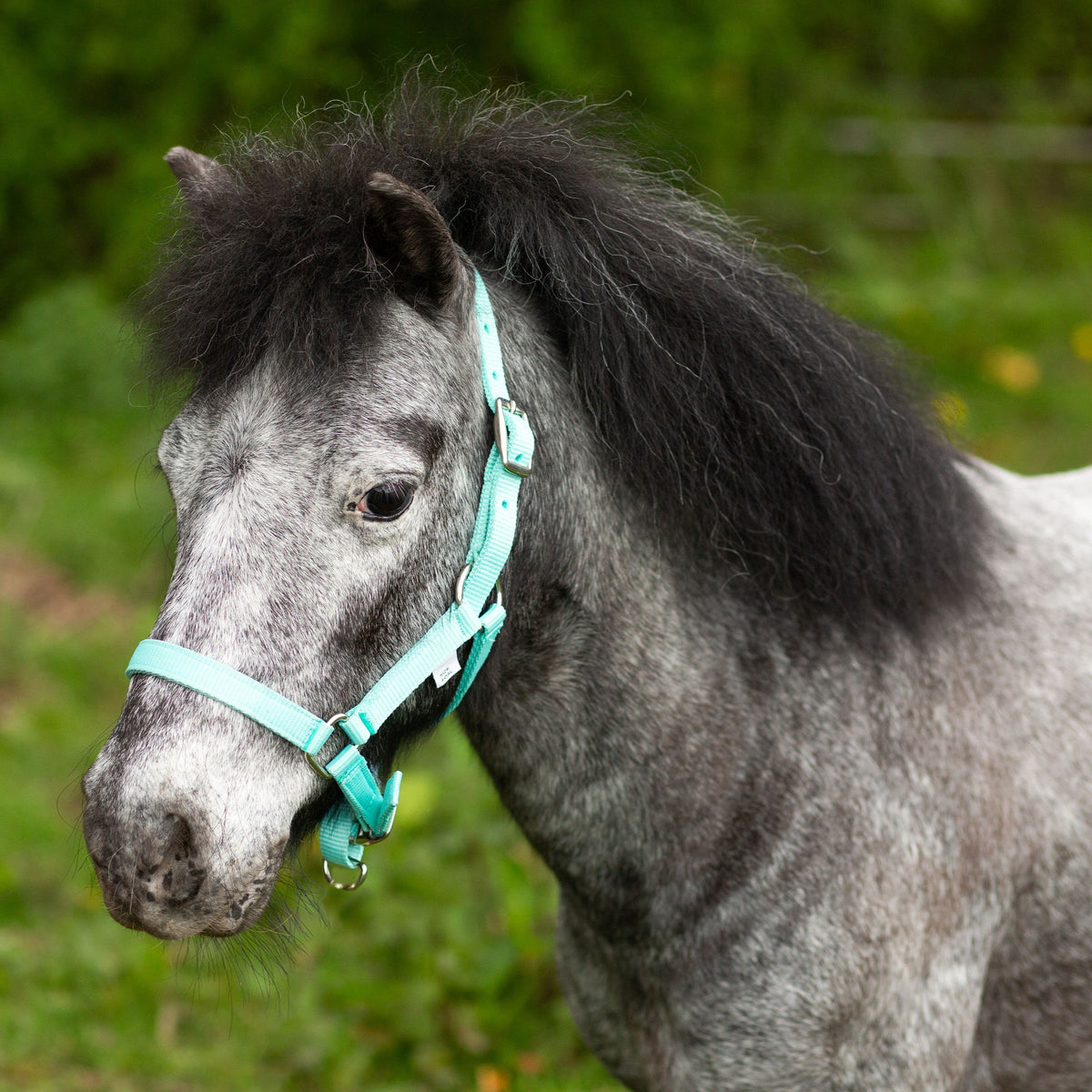 Gallop Mini Shetland / Foal Headcollar