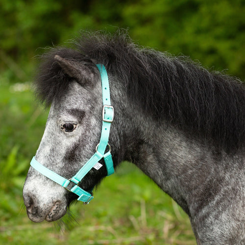 Gallop Mini Shetland / Foal Headcollar