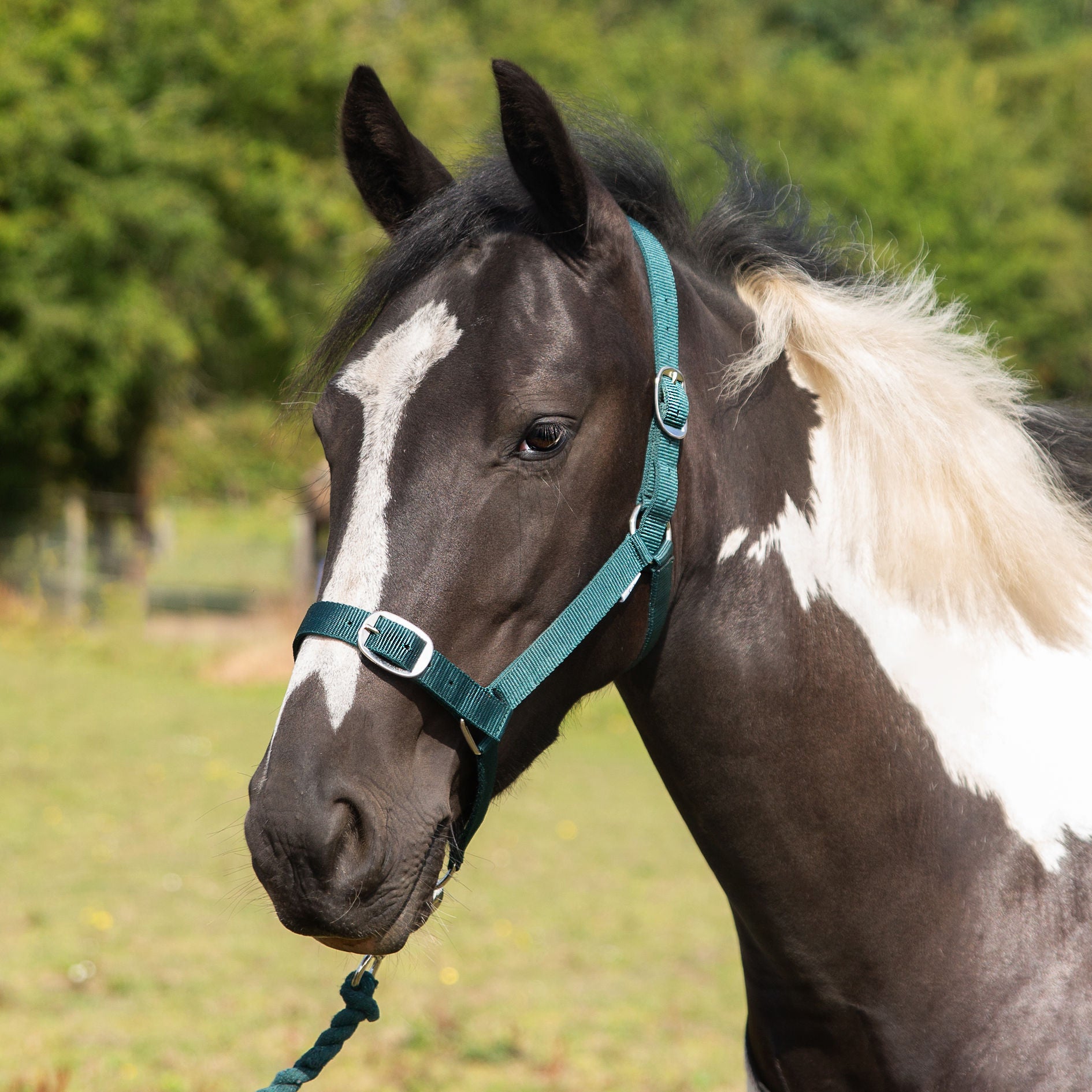 Matching Headcollar & Lead Rope