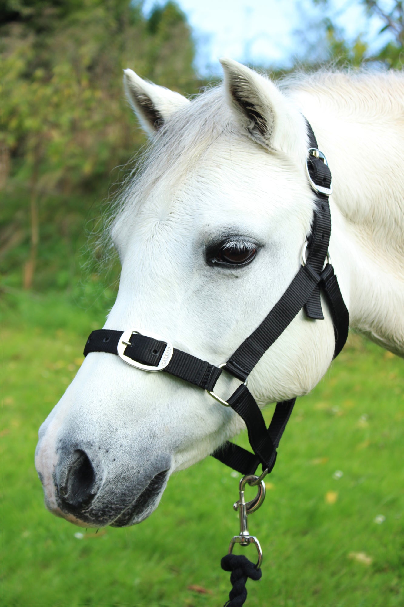 🩷 New Gallop Ponie 'Tiddlywinks' Bundle Standard - BlackJersey cooler with free matching headcollar and lead rope 🩷