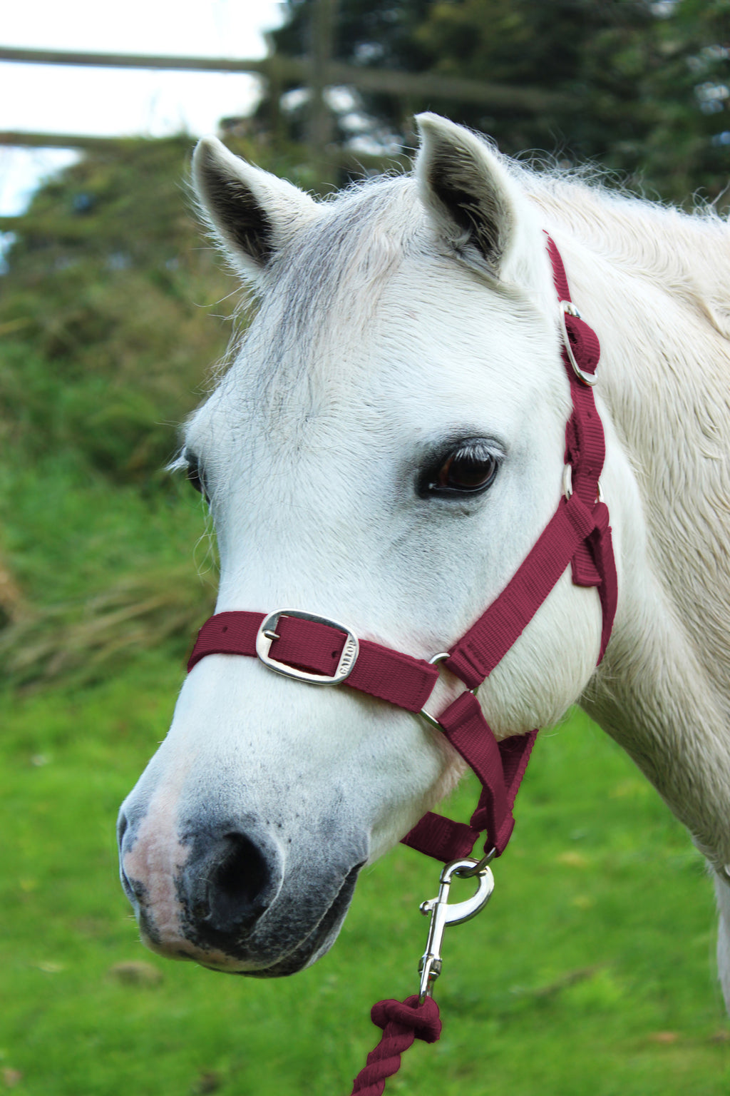 Matching Headcollar & Lead Rope
