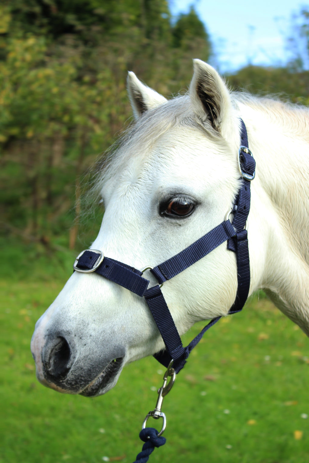 Matching Headcollar & Lead Rope