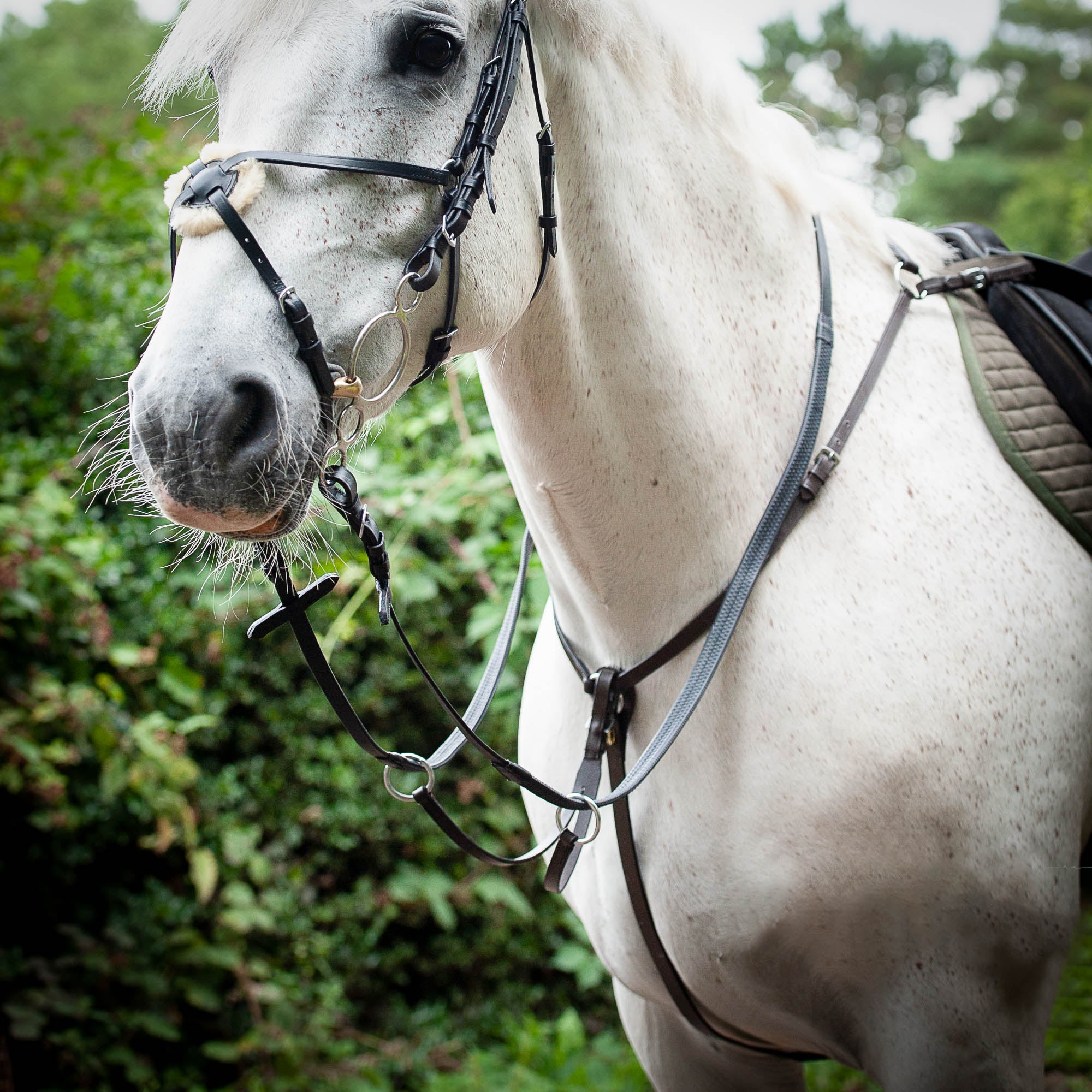 Breast Plate Martingale
